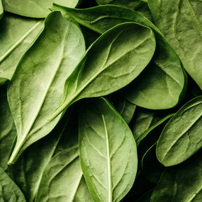 Tea Tree Essential Oil